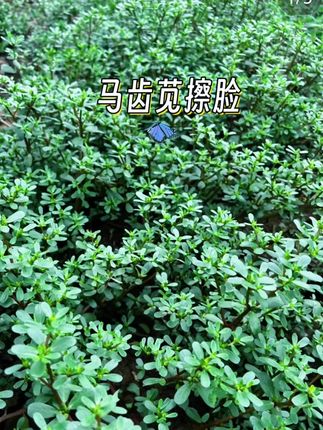 #马齿苋 #马齿苋特护霜 #面霜 #老祖宗传下来的民间秘方 #老祖宗的智慧