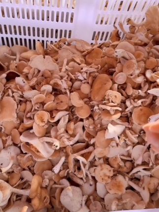 云南哀牢山野生马桑菌香蕈香菇野生蘑菇煲汤云南特产鲜#马桑菇#菇#香菇