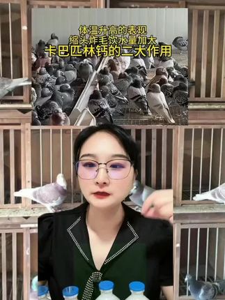 卡巴匹林钙的两大作用#鸽子#养鸽子#养鸽人#信鸽赛鸽#赛鸽