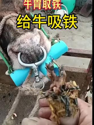 当发现牛的胃里有铁之后,我们一定要及时给牛取铁#养牛知识 #养牛知识分享 #牛胃取铁 #养牛知识与技术介绍 #牛瘤胃取铁