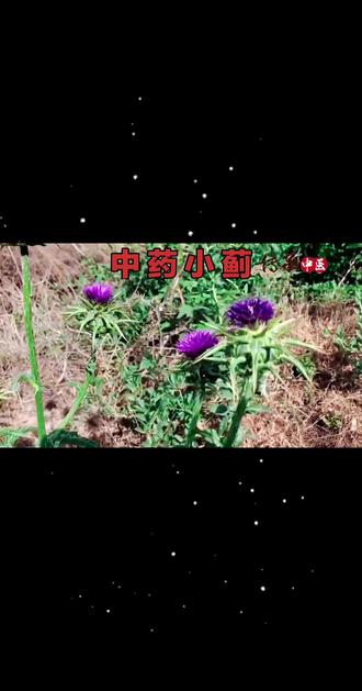 #中药小蓟 #一味止血药 #路边上的创可贴 @DOU+小助手