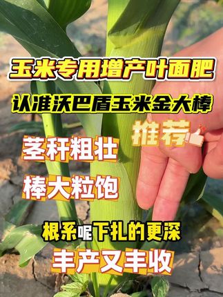 玉米金大棒能不能跟控旺剂一起使用 #玉米种植#玉米增产增收#沃巴盾玉米金大棒厂家#玉米专用叶面肥玉米金大棒