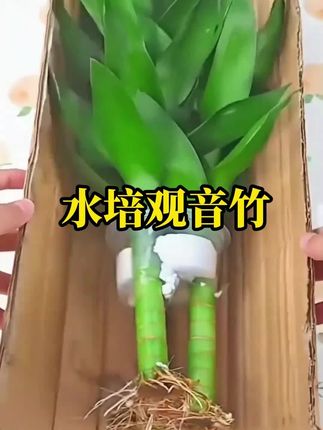 【买一送一】水培观音竹室内四季好养绿色桌面盆栽轻奢烟灰树脂盆