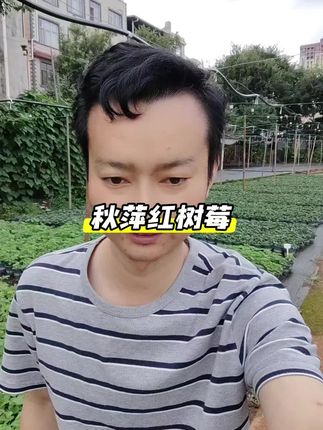 秋萍红树莓福利价。#树莓苗