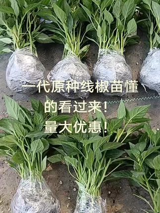 优质种苗线椒苗