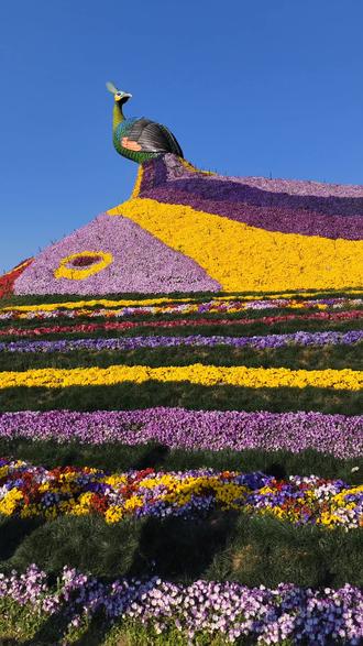 斗南七彩花海打卡#用抖音记录美