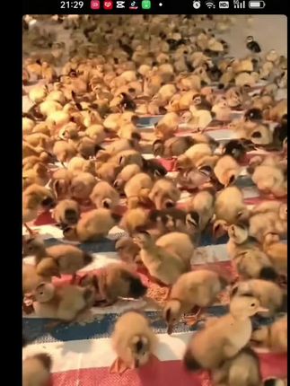大小中鸡鸭鹅鸽子饲料! 需要的点小黄车下单!
