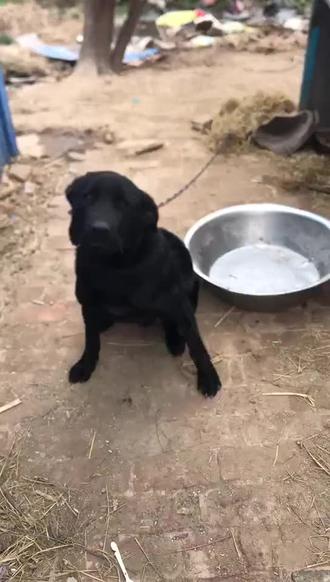 原来这家伙名字是这样的来源!