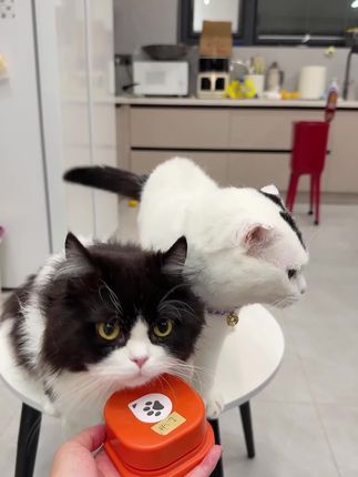 #萌宠推荐官