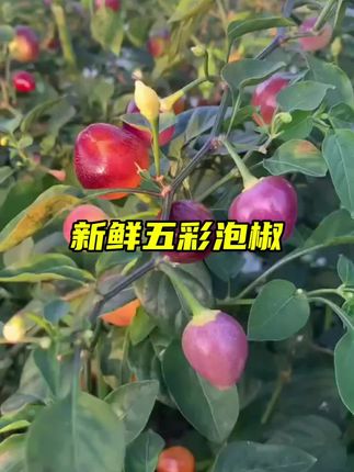 新鲜采摘七彩泡椒也叫五彩泡椒,灯笼椒,可以炒菜,做泡椒都非常好吃#流口水了吗 #七彩泡椒 #泡椒 #新鲜采摘 #特色农产品