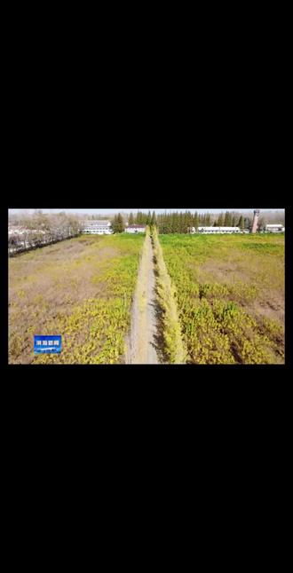 欢迎大家打卡#银杏黄了