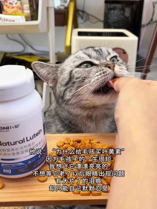 想要猫咪漂漂亮亮,眼部问题可要注意了#养猫新手 #猫咪泪痕 #科学养宠攻略