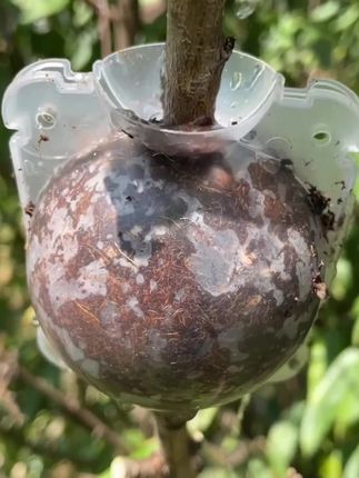 植物高压繁殖盒控根器扦插嫁接高压包生根盒枝繁殖球生根繁殖器#高压繁殖 #生根 #高压繁殖新植株 #园林工具 #高性能实用工具