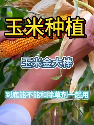 金大棒能不能和除草剂一起使用#蔬菜 #蔬菜种植 #种植小技巧 #种植技术