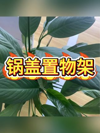 #锅盖置物架 #置物架 #沥水收纳架