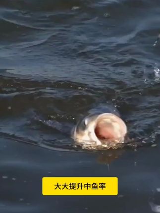 西部风浮钓鲢鳙助吸拉饵料 #鲢鳙饵料 #鲢鳙助吸饵 #浮钓鲢鳙 #钓鱼的乐趣只有钓鱼人懂 #原来钓鱼才是抖音运动顶流