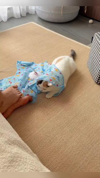 真简直是消耗小猫精力的神器啊#猫咪玩具推荐 #猫咪玩具解闷神器 #养宠进阶指南 #猫玩具 #猫咪玩具