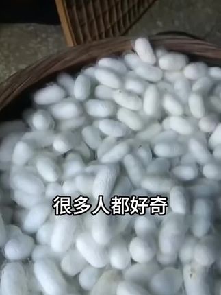 【绿健护蚕灵1L】蚕用混合型饲料添加剂蚕健康、增产、蚕茧白大厚!