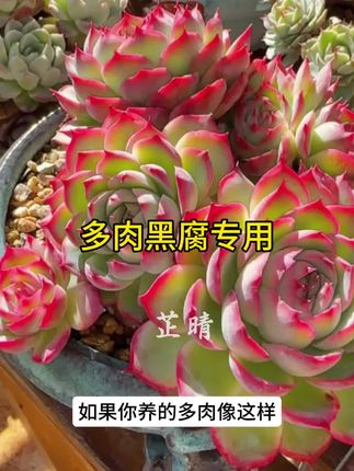 如果你养的多肉像这样,别慌这是叶片黑腐了,你就给它喷这种水,它能解决多种真菌引起的病害#种植小技巧 #爱生活爱养花 #花卉绿植 #多肉 #多肉病害