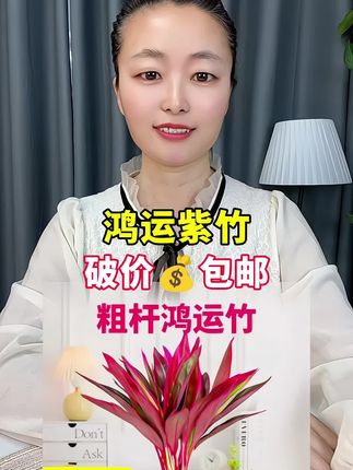 #鸿运紫竹 #紫竹