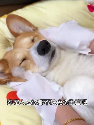 14块9到手50只免洗手套,猫咪狗狗都能用,这价格是真划算呀!#狗狗 #猫咪 #养狗经验分享 #萌宠好物