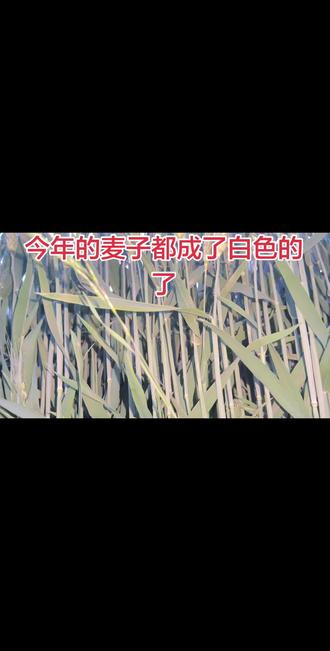 #吃喝玩乐分享计划 杨树毛子惹的祸