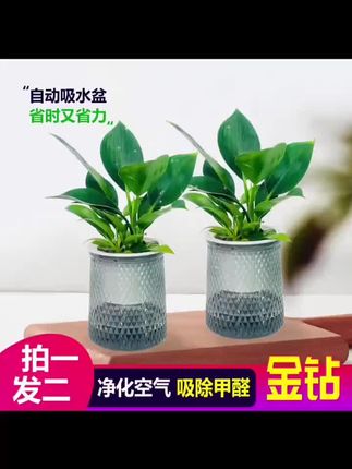 净化空气四季常青大叶金钻绿公主。#大叶金钻绿公主 #一年四季常绿非常好养 大叶金钻绿公主能有效吸收甲醛、苯等有害气体,新装修的房屋中摆放几盆,可加速净化空气,降低有害气体浓度,对于有吸烟人群的家庭或办公室,它能分解和吸附二手烟中的有害物质,减少二手烟对环境的污染,使空气更清新。#净化空气净化器 #吸附甲醛绿植 #清新自然