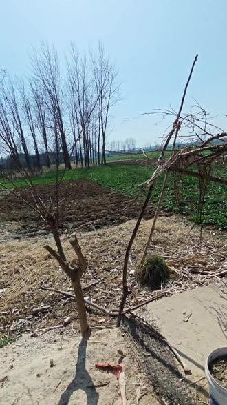 全村最忧郁之人#忧郁 #神里绫华 #原神牛逼