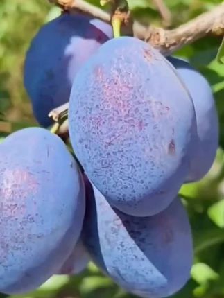 自律期姐妹,管不住嘴的,就把饭后#水果 换成大西梅,软硬两吃,酸酸甜甜,富含维生素和膳食纤维,每天来几颗,好吃又健康#新鲜应季水果 #西梅#新鲜采摘  #口感特别好