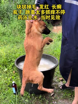 狗身上出现了发红、掉毛、长癣或者寄生虫太多就用这个 #养狗小知识 #养狗经验分享 #养狗日常 #爱狗