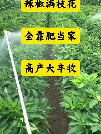 辣椒满枝花,全靠肥当家。#农民种植 #促花催花 #辣椒管理