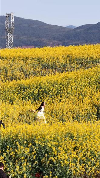 弥勒“小罗平”,漫山遍野油菜花! #弥勒 #弥勒拍照打卡 #弥勒风景 #一到弥勒就快乐 #弥勒旅游