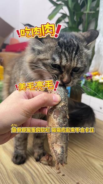 别再问这个鱼人能不能吃了#喵咪颜究社 #喵咪颜究社整条鱼 #鲭鱼#猫零食营养增肥发腮