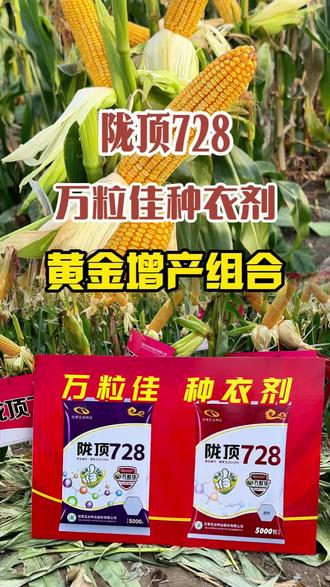 陇顶728万粒佳种衣剂,黄金组合更高产!#陇顶728 #陇顶728真实表现 #陇顶728增产在山东 #三农