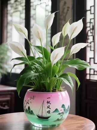 # 🌼白掌盆栽,顺风顺水小确幸 宝子们,今天必须分享我家超绝的白掌盆栽。它就像植物界的优雅仙子,一片片翠绿叶片舒展着,中间那洁白帆状花朵宛如在乘风破浪🌊,自带一帆风顺的美好寓意。 🌟颜值超高:那洁白的花朵,翠绿的叶,往屋里一摆,瞬间格调拉满,拍照都巨出片。 🌿养护简单:不用精心呵护,给点水和散射光,就能活力满满,超级适合懒人。 💰性价比高:价格亲民,还能带来好心情,简直是家居必备宝藏。 看着它,感觉生活都多了几分惬意。咱就是说,这么棒的白掌盆栽,你不想拥有吗?快来说说你的想法呀! #白掌盆栽 #家居绿植 #一帆风顺 #好养活绿植 #绿植分享