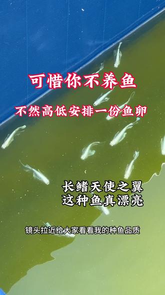 可惜你不养鱼,不然高低给你安排一份鱼卵 #楼顶养鱼#观背青鳉#长鳍天使之翼#鱼卵#养鱼日记