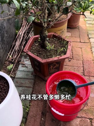 养桂花不管多懒多忙,也要做好这件事!#桂花 #花卉绿植 #养花小知识