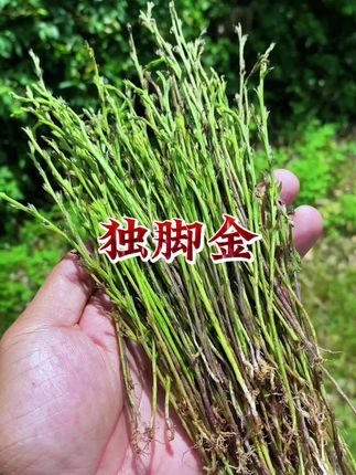 野外采收的优质独脚金,你喜欢吗? #独脚金