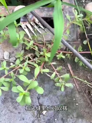 除草小神器#三农种植 #新农人计划 #农业种植 #种植小技巧 #助力三农