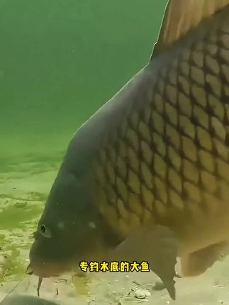 全新自动找底大力马线组套装,到手无需复杂调漂即可钓鱼,拉力强劲,喜欢的钓友千万不要错过!#大力马线组 #免调漂线组 #鱼线主线推荐 #线组套装
