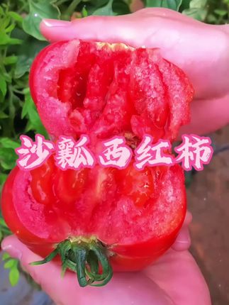 #沙瓤西红柿  皮薄肉厚一口爆汁,脆皮沙瓤,果肉酸甜…无任何添加剂,每天现摘现发,还原童年奶奶菜园子的味道!#老式沙瓤西红柿 #口感特别好 #新鲜采摘 #快来一起尝个鲜