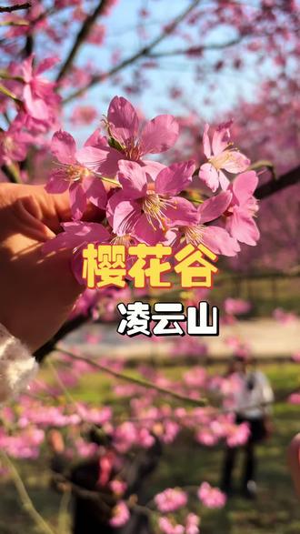 来凌云山看樱花了,早鸟票只需9.9 #凌云山七彩樱花谷 #南充春节踏青赏花#南充春节去哪儿玩#南充春节周边游