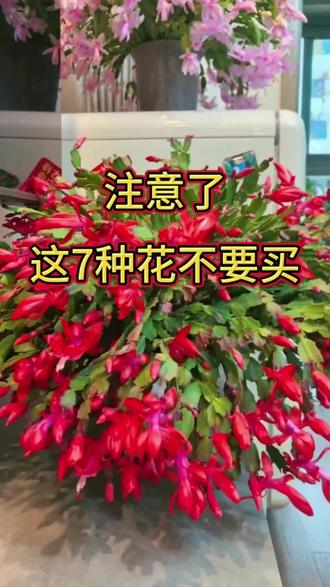 #养花小技巧#养花#养花#种植小技巧