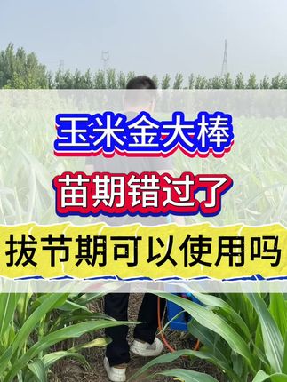 玉米金大棒,苗期错过了,拔节期还可以使用吗?#三农 #农业种植 #玉米高产#玉米金大棒#玉米增产增收