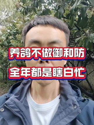 养鸽不做御和防,全年都是瞎白忙#鸽子 #养鸽人 #鸽子养殖技术