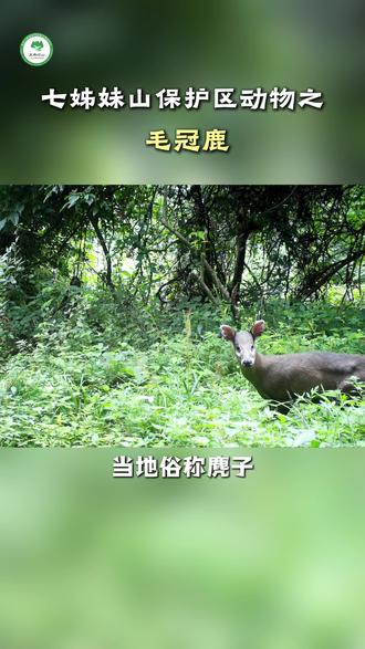 七姊妹山保护区动物|麂子 #保护野生动物 #奇妙的动物 #麂子 #毛冠鹿 #七姊妹山