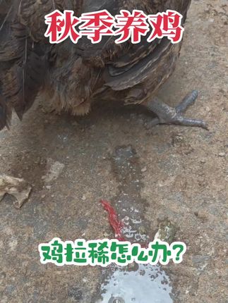 #养鸡#鸡拉稀#鸡拉稀怎么治#三农养殖#养鸡人