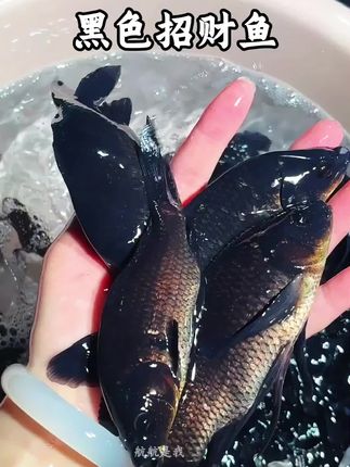 新手养鱼选它准没错!黑草金皮实耐活,墨黑鳞片泛光泽,丢鱼缸里自带高级感,低成本get灵动水景。#黑草金 #黑色招财鱼 #招财鱼 #观赏鱼 #养鱼日记