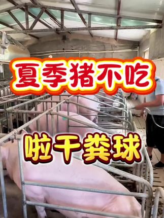 #养猪人 #三农 #猪场管理 #科学养猪 #养猪知识