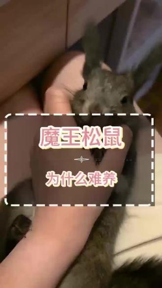 魔王松鼠难养吗#萌宠 #松鼠 #魔王松鼠